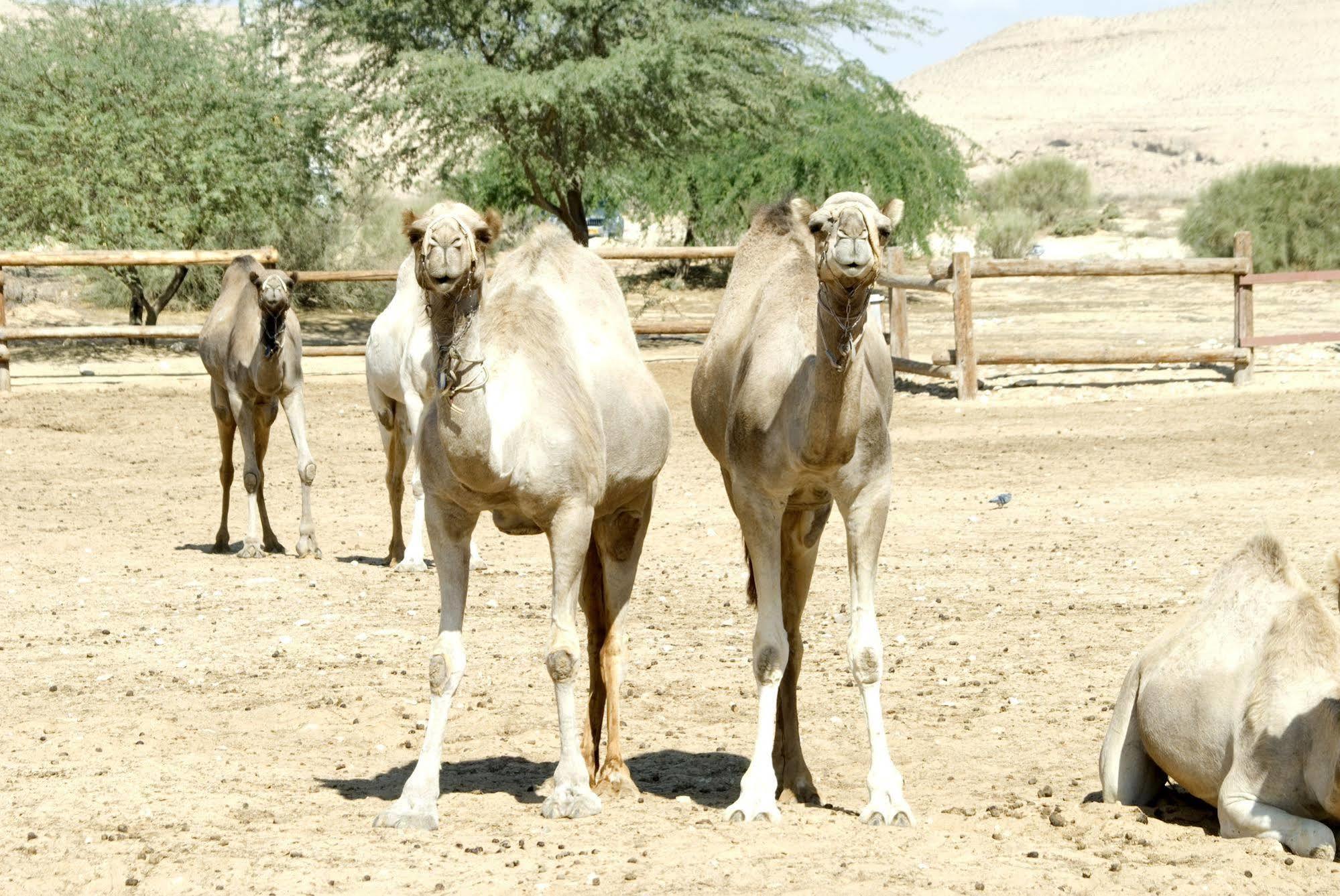 Вилла Negev Camel Ranch Димона Экстерьер фото